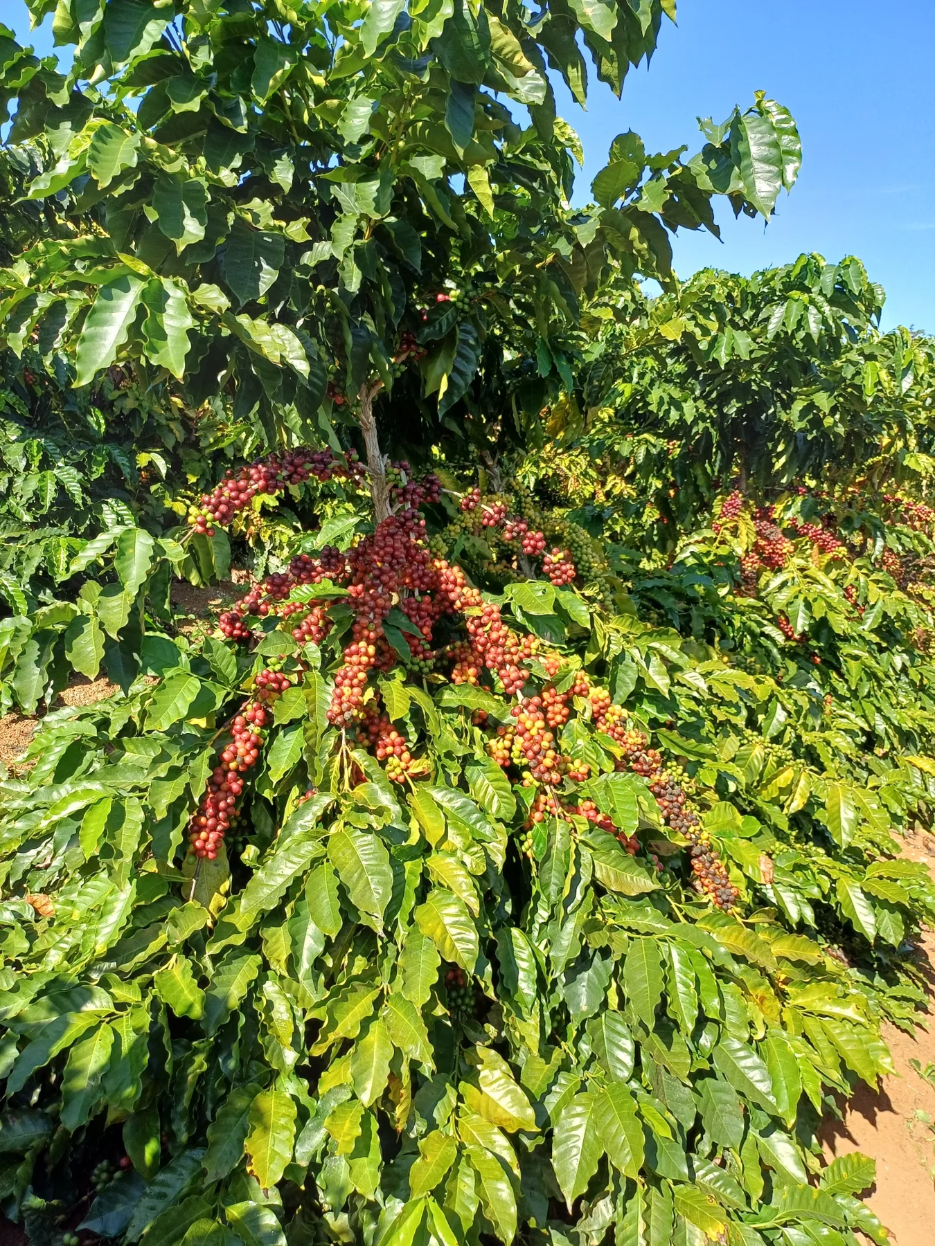 Ramos de café com frutos em diferentes estágios de maturação