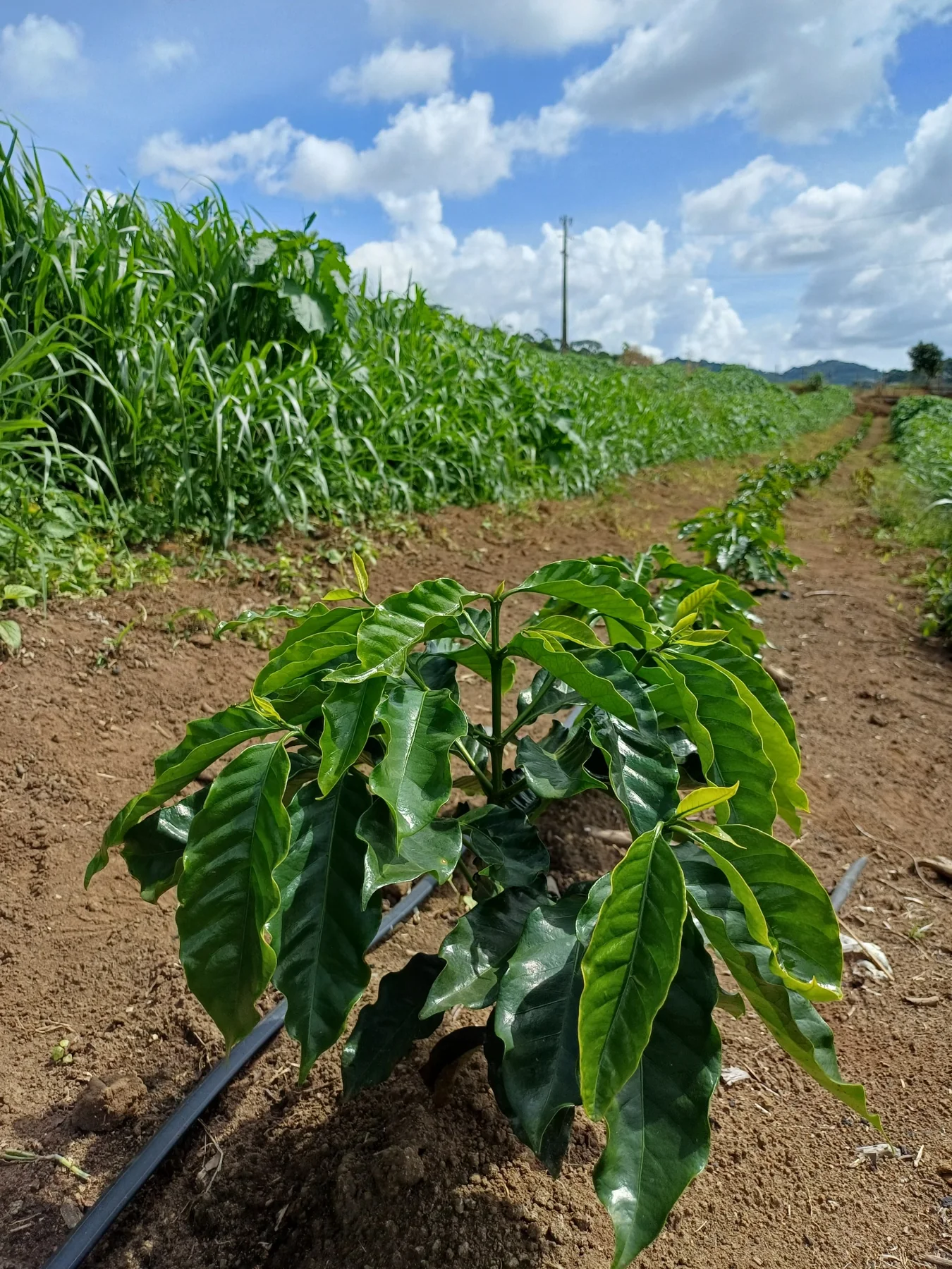 Café jovem com linha de gotejamento ao lado das plantas