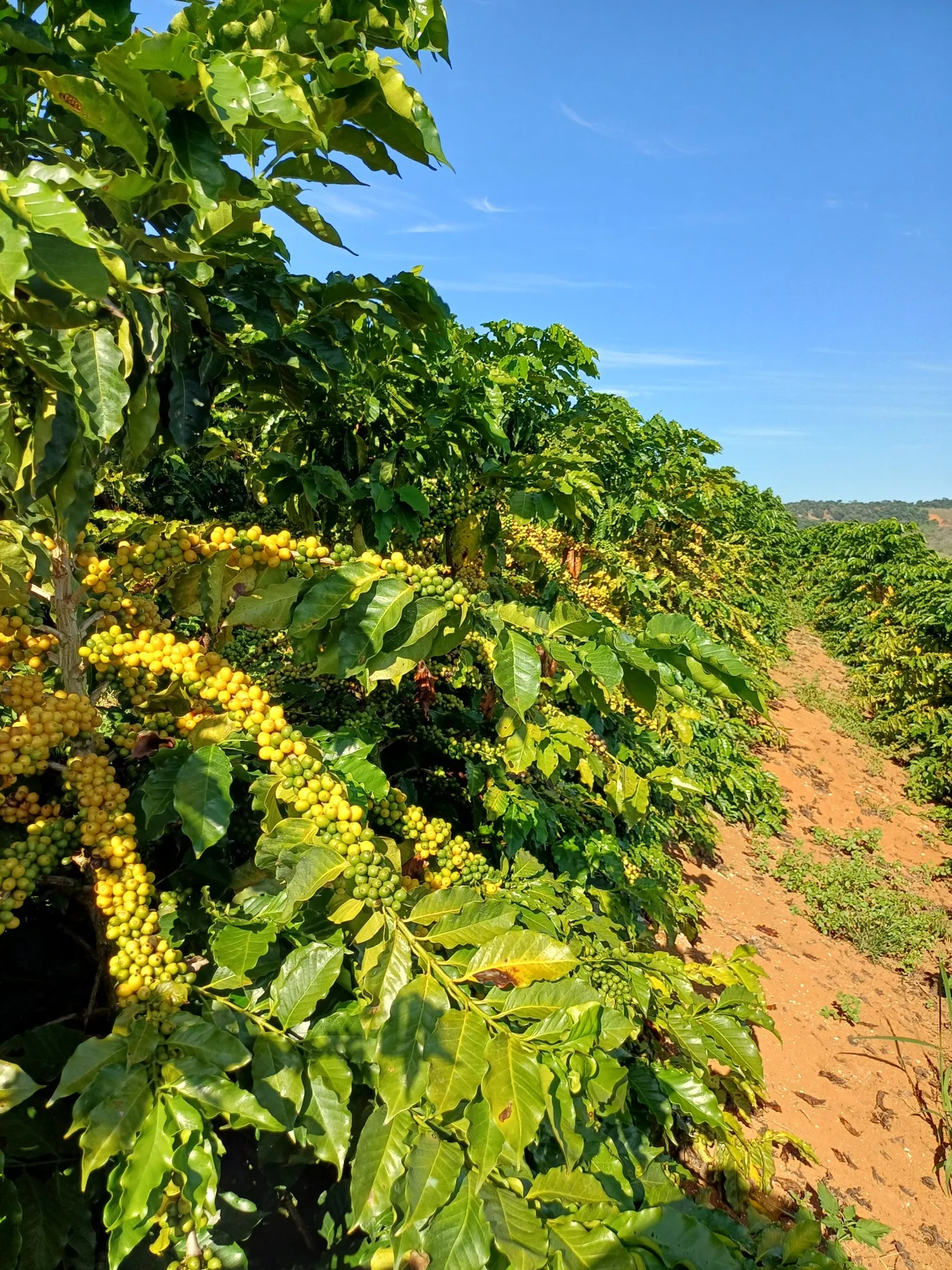 Lavoura em frutificação